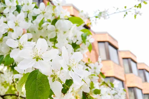 ToDoOntario - Nottawasaga Inn Resort, spring blooms