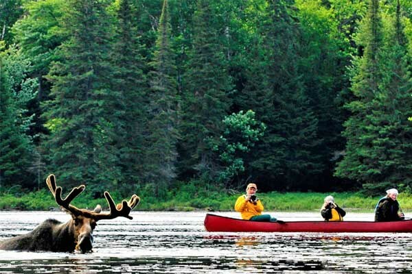 ToDoOntario - Algonquin Park Voyageur Quest, moose safari