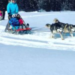 ToDoOntario - Algonquin Park Voyageur Quest, winter dogsledding