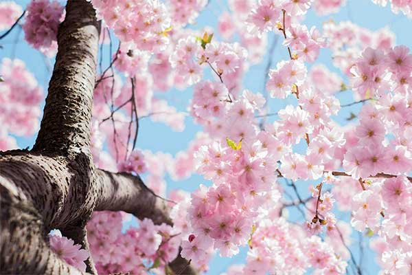 ToDoOntario - Cherry Blossoms