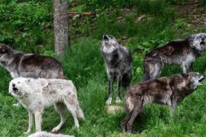 ToDoOntario - Haliburton Forest, wolf howl