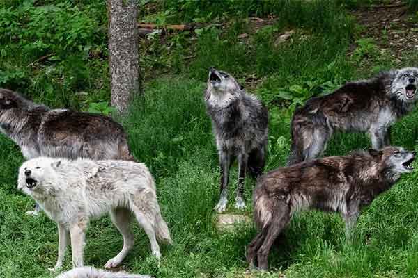ToDoOntario - Haliburton Forest Wolf Centre, wolves howling