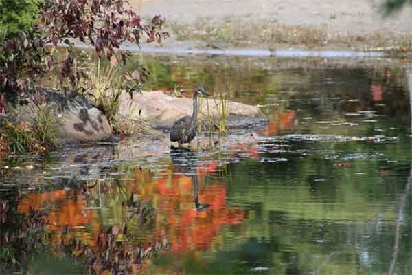 ToDoOntario - Pine Vista Resort, fall heron