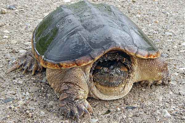 RESTOULE_Snapping turtle_PhotoCredit Chris Earley