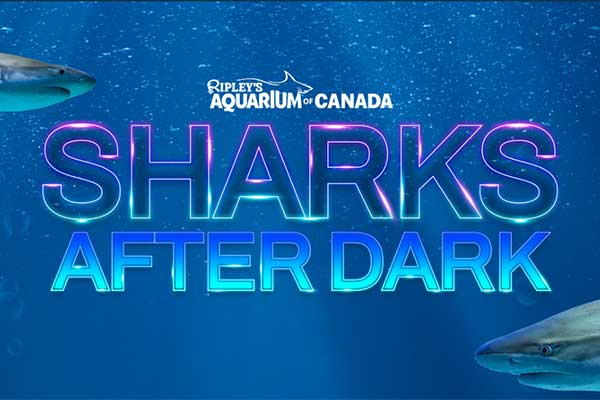 ToDoOntario Ripley's Aquarium of Canada, Sharks After Dark
