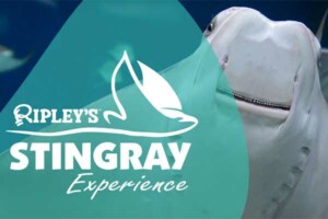 ToDoOntario - Ripley's Aquarium of Canada Stingray Experience