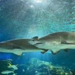 ToDoOntario - Ripley's Aquarium of Canada, sharks