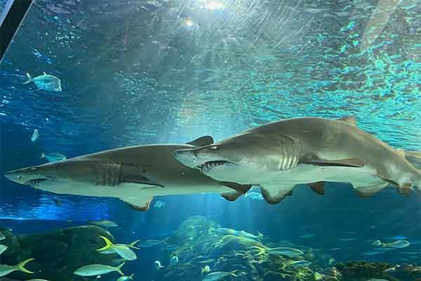 ToDoOntario - Ripley's Aquarium of Canada, sharks