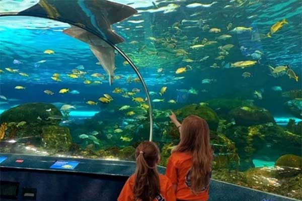ToDoOntario - Ripley's Aquarium of Canada, summer day camps