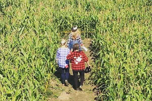 ToDoOntario, Rounds Ranch Corn Maze