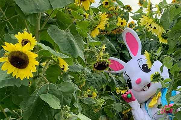 ToDoOntario - Rounds Ranch, Easter Bunny in the sunflowers