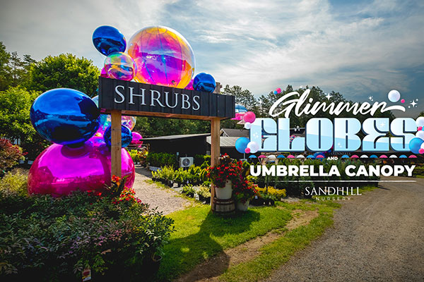 ToDoOntario - Sandhill Nursery, Glimmer Globes & Umbrella Canopy, shrubs