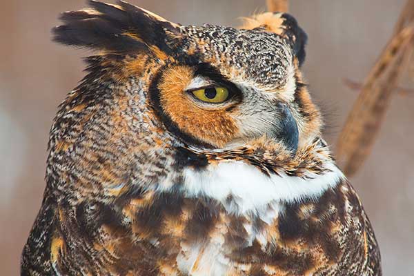 THICKSONS WOODS Great Horned Owl_Photo Credit Shutterstock_CraigSterken