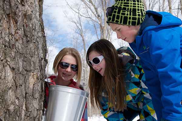 ToDoOntario - Tap into Maple, kids and tree sap bucket