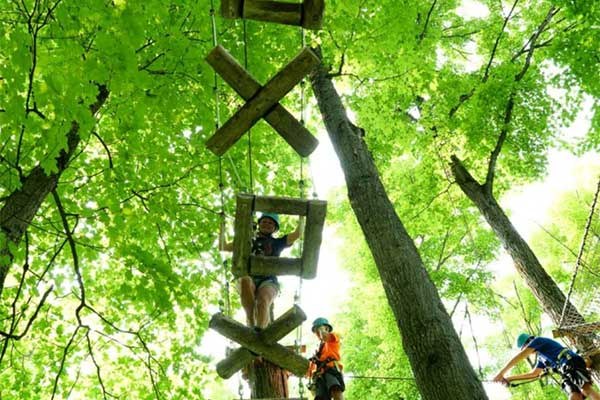 ToDoOntario - Treetop Trekking