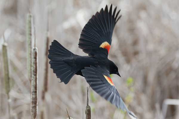 ToDoOntario - Wye Marsh, red wing black bird