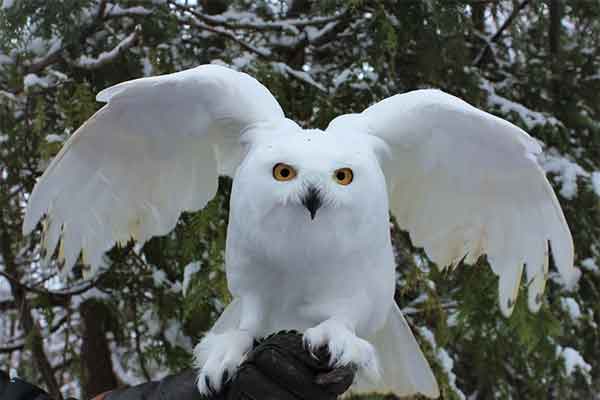 ToDoOntario - Wye Marsh, snowy owl