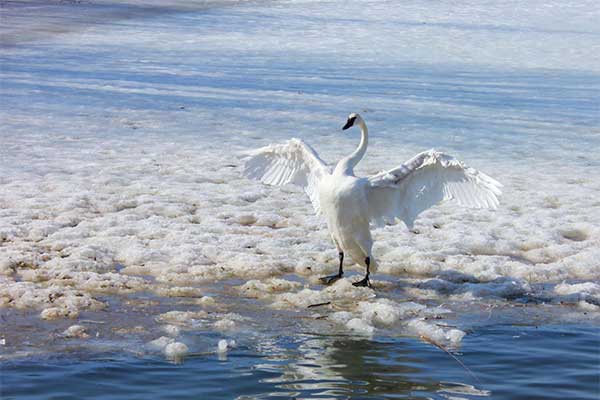 ToDoOntario - Wye Marsh, winter swan