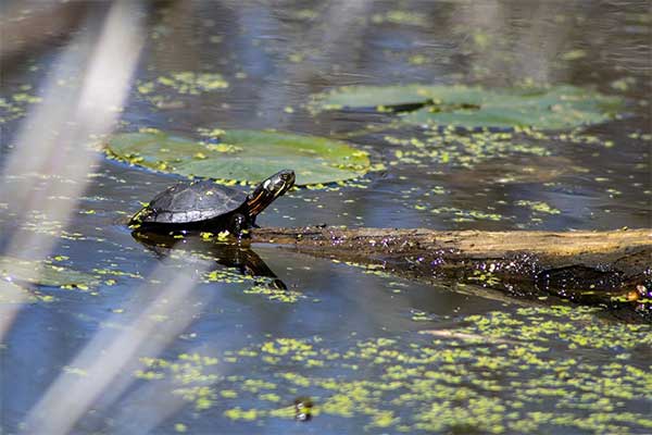 ToDoOntario - Wye Marsh Wildlife Centre, turtle