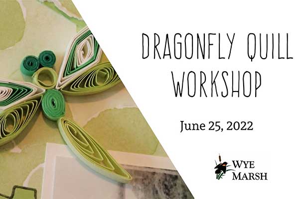 ToDoOntario - Wye Marsh, dragonfly quill workshop