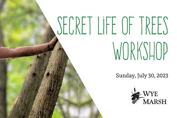 ToDoOntario - Wye Marsh, Secret Life of Trees Workshop