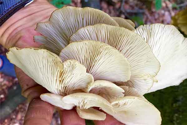 ToDoOntario, Yours Outdoors, cueillette de champignons sauvages
