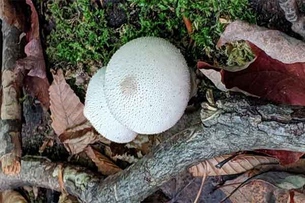 ToDoOntario, Yours Outdoors Wild Mushroom Hunt