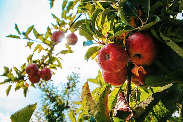 ToDoOntario - apples on tree