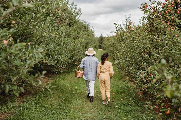 ToDoOntario - apple orchard