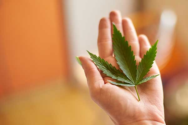 ToDoOntario - cannabis leaf in a hand
