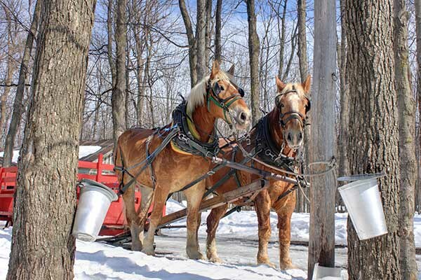 ToDoOntario - Maple Farm, horse and carriage