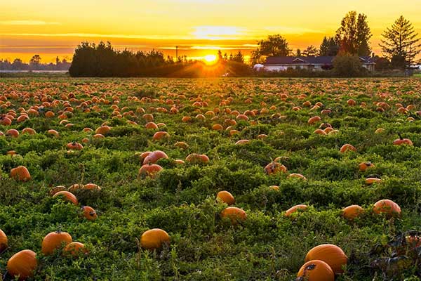 ToDoOntario - pumpkins field