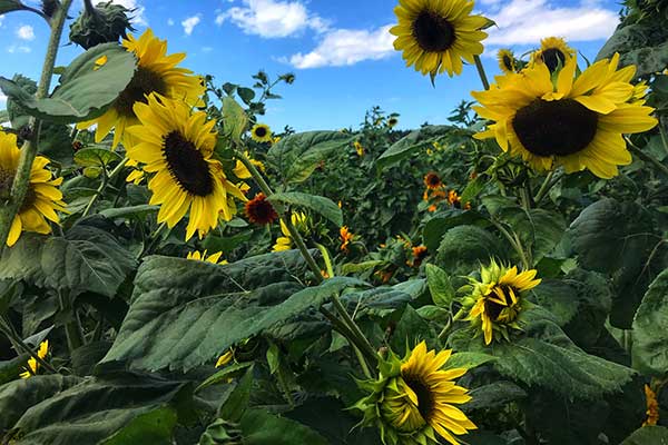 ToDoOntario, sunflower fields