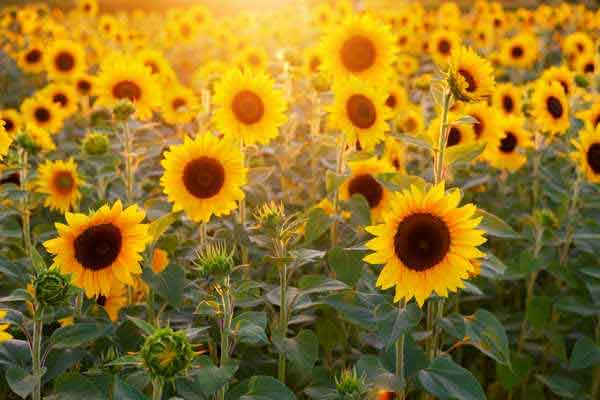 ToDoOntario sunflower fields