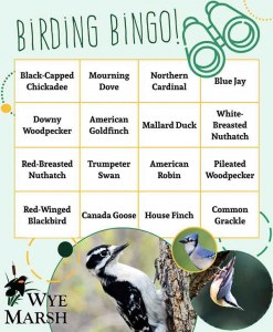Wye Marsh Birding Bingo Card